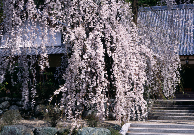宝蔵寺のしだれ桜